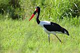 Saddle-billed Storkborder=